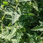 Atriplex sagittata Leaf