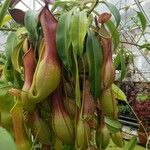 Nepenthes spp. Leaf