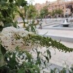 Buddleja asiatica Flower