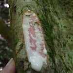 Ficus obliqua Bark