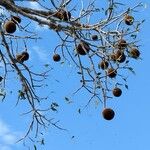 Adansonia za Плод