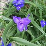 Tradescantia virginianaFlower