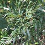 Mahonia fortunei Leaf