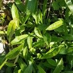 Coreopsis grandiflora 葉
