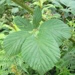 Rubus leyanus Blad