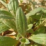 Diatelia tuberaria Likasa