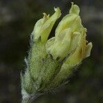 Oxytropis campestris Flower