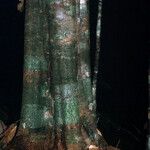 Spirotropis longifolia Corteza