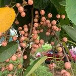 Cordia dichotoma Fruit