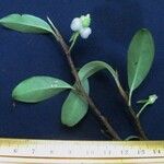 Anthurium scandens Іншае