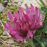 Trifolium medium Цветок