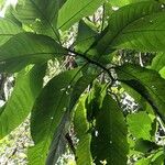 Triplaris americana Leaf