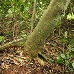 Celtis prantlii Corteza