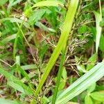 Carex wahlenbergiana Leaf