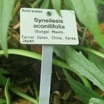 Syneilesis aconitifolia Otro