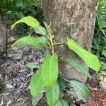 Philodendron hederaceum  var kirkbrideiLeaf