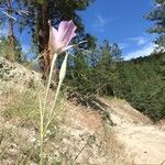 Calochortus macrocarpus Žievė