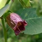 Atropa bella-donna Floare