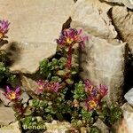 Saxifraga biflora Hábitos