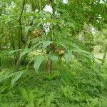 Acer mandshuricum Leaf