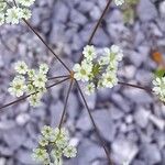 Ptychotis saxifraga Flower