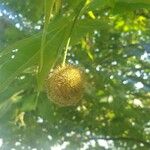 Platanus orientalisФрукт