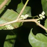 Trichilia pallida Flor