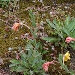 Oenothera longiflora Habit