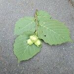 Corylus cornuta 果実