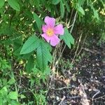 Rosa palustris Cvet