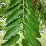 Cananga odorata Blatt