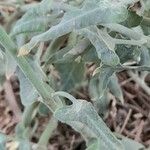 Morrenia odorata Hoja