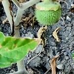 Datura wrightii फल