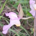 Eulophia cucullata Flor