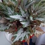 Begonia rex Leaf