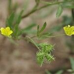 Ranunculus arvensis Плод