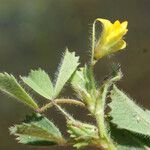 Medicago murex Hoja