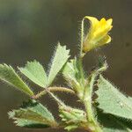 Medicago murex Folha