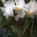 Begonia minor പുഷ്പം