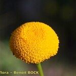 Leucanthemum virgatum 花