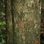 Pradosia ptychandra Bark