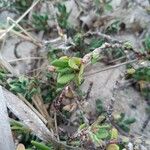 Polygonum maritimum Hostoa