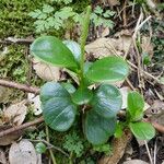 Peperomia portulacoides Φύλλο