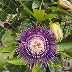 Passiflora incarnata Flower