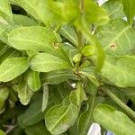 Plumbago auriculata Leaf