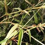 Echinochloa crus-galli आदत