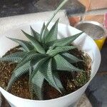 Haworthia limifolia Leaf