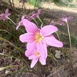 Zephyranthes robustaКветка