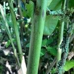 Heliconia latispatha Écorce