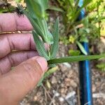 Gypsophila vaccaria Leaf